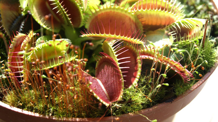 Dionaea muscipula (Венерина мухоловка) — уход, описание и содержание
